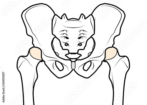 骨盤と股関節　表記無し