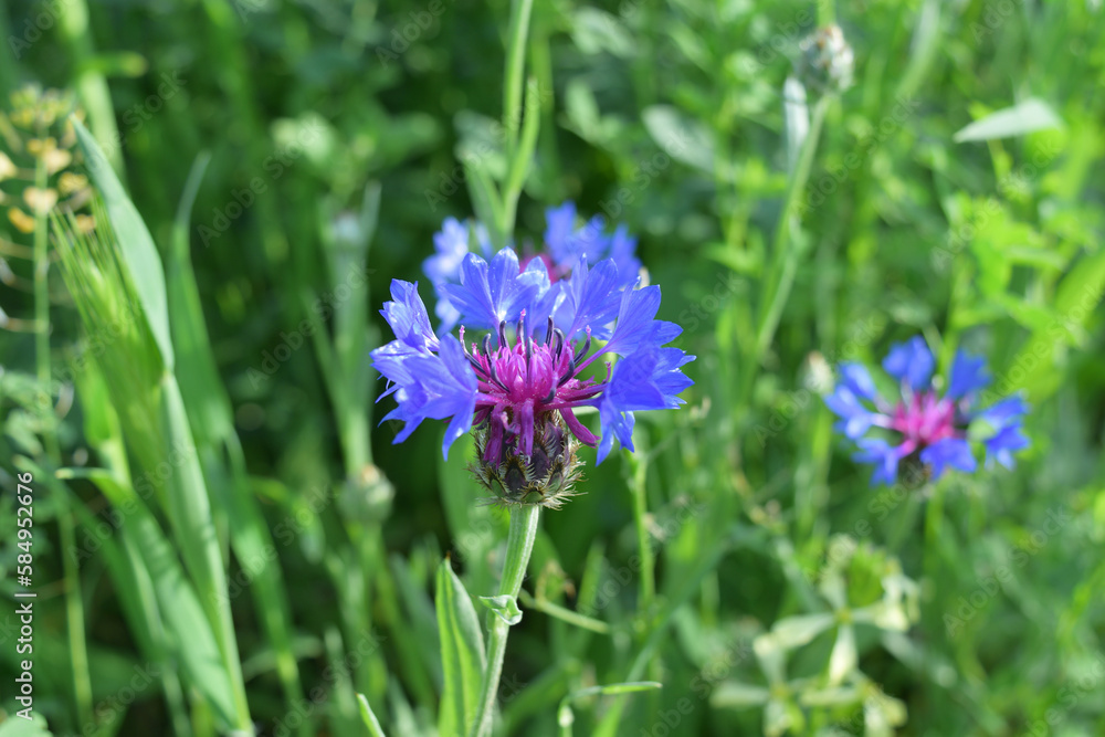 blooming summer blue cornflower close-up blooming summer blue cornflower close-up