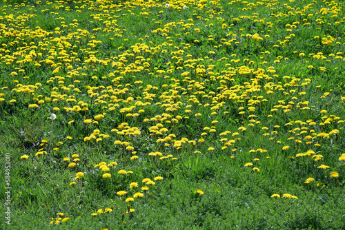 wild meadow with blooming dandelions as a natural flower background