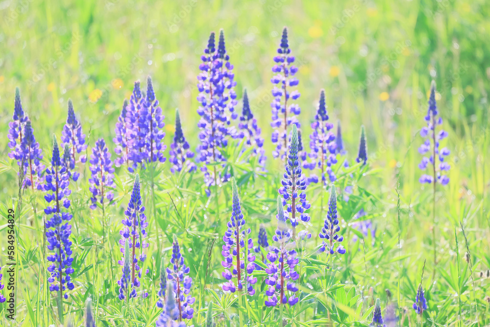 Naklejka premium meadow springtime wild flowers lupine background copy space