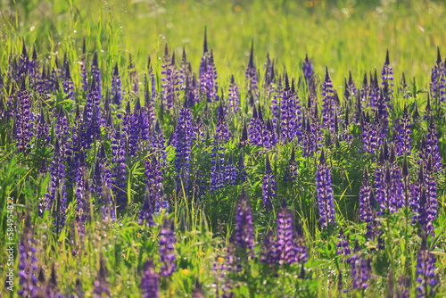 meadow springtime wild flowers lupine background copy space