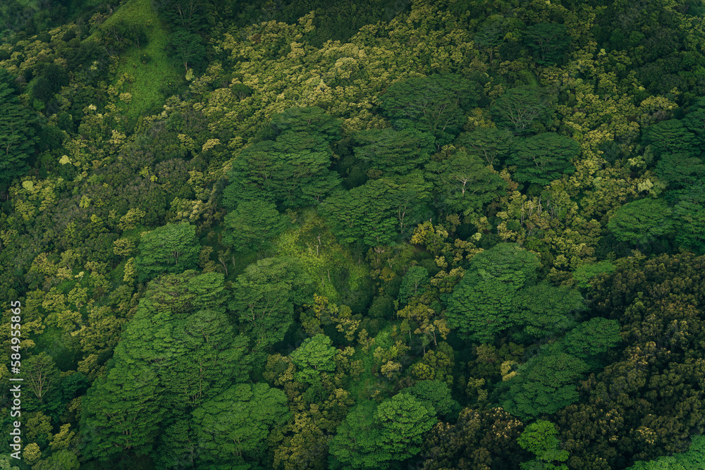 mixed forest in kauai, hawaii. tree view from above