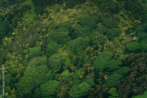 mixed forest in kauai, hawaii. tree view from above © IBRESTER