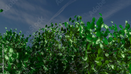 Trees and sky swaying in the wind