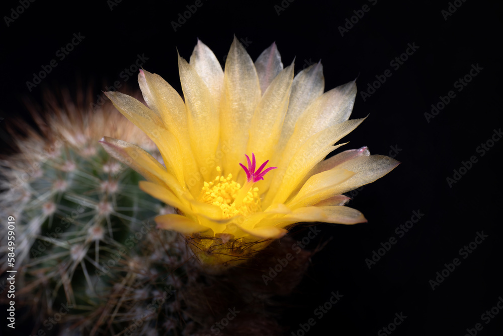 Orange flowers of Echinopsis cactus bloom in the garden on natural background . soft focus, Orange flowers of Echinopsis cactus bloom in the garden on natural background . soft focus,