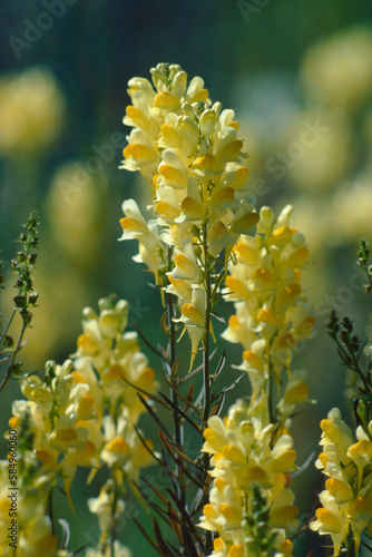 Butter and eggs plant Linaria vulgaris in bloom flowering closeup photo