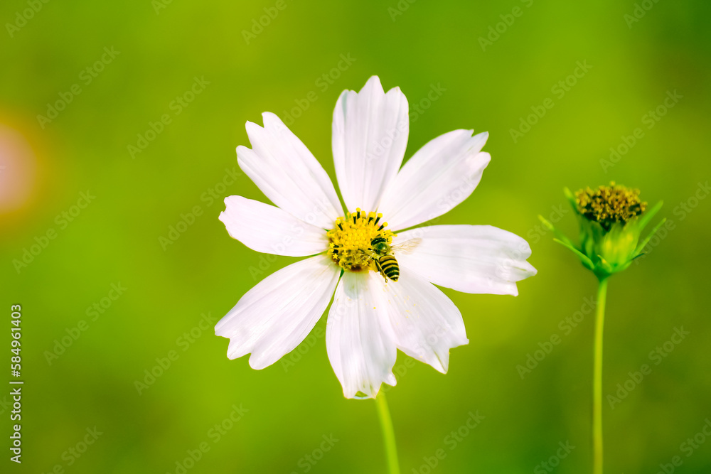 White cosmos  bipinnatus flowers blooming in garden with bee flying to drink nectar on blurred green garden background