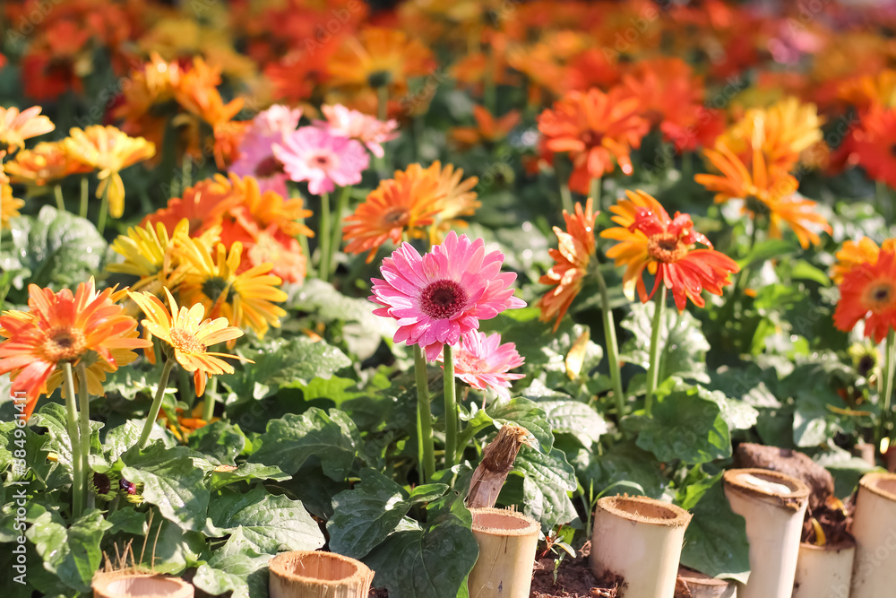 Gerbera field or barberton daisy pink orange flowers blooming with water drops and green leaf stem in garden bamboo small fence on background Gerbera field or barberton daisy pink orange flowers blooming with water drops and green leaf stem in garden bamboo small fence on background