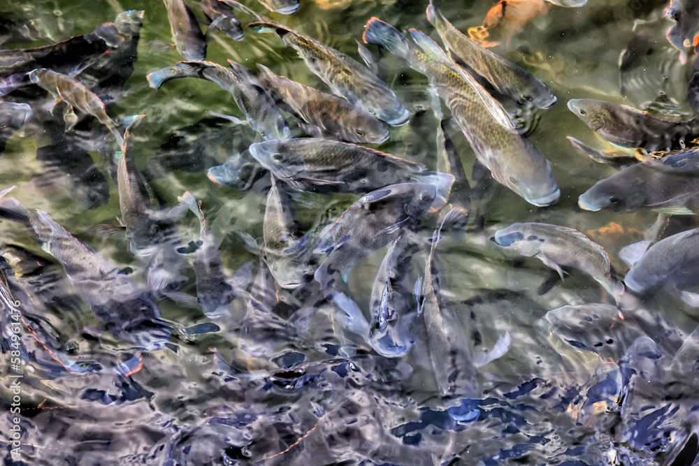 multicolored carp in black water asia background pond oriental nature multicolored carp in black water asia background pond oriental nature