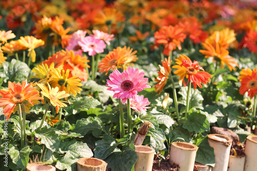 Gerbera field or barberton daisy pink orange flowers blooming with water drops and green leaf stem in garden bamboo small fence on background