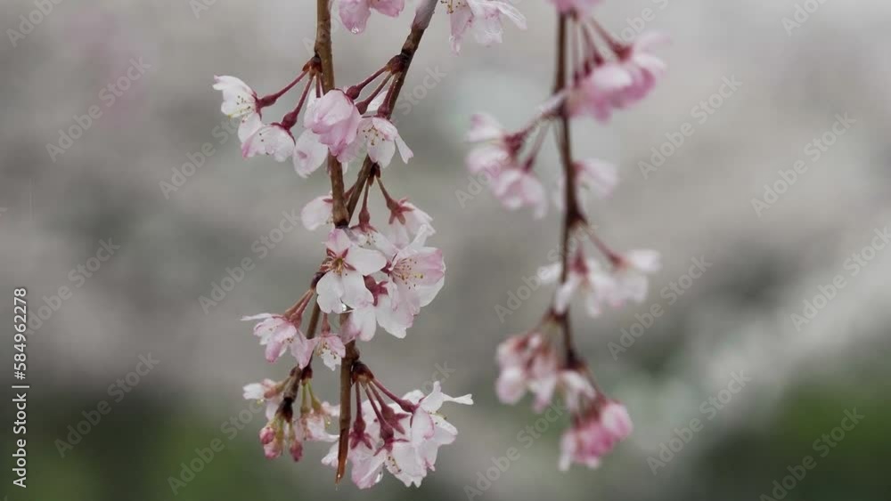 Tokyo, Japan - March 25, 2023: Closeup of weeping cherry blossoms in the rain
Tokyo, Japan - March 25, 2023: Closeup of weeping cherry blossoms in the rain
