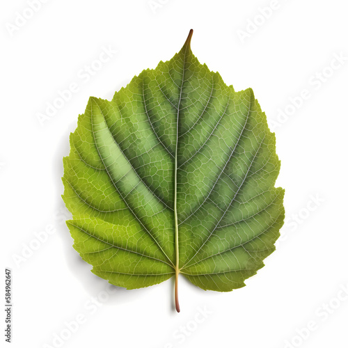 One Green Leaf Isolated White Background. Generative AI