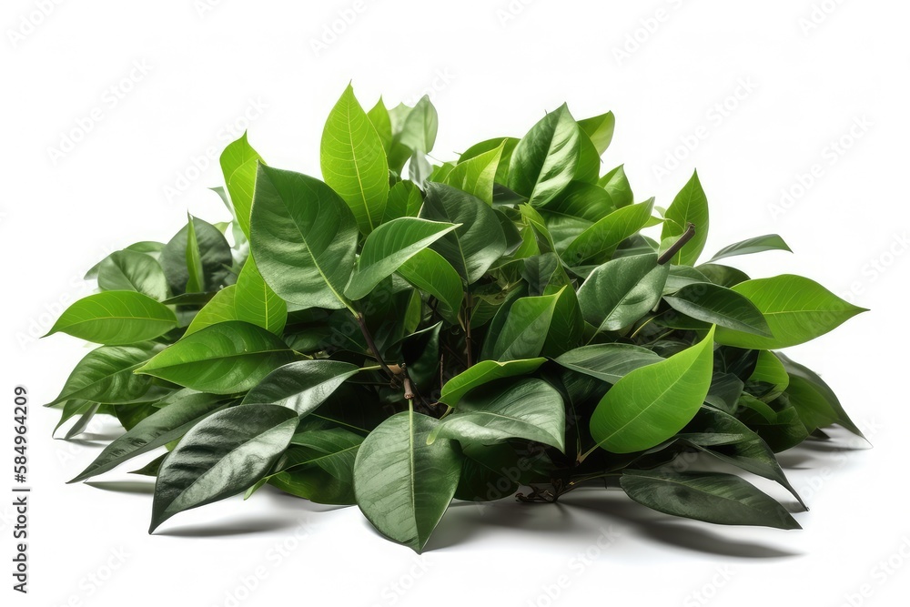 Fototapeta premium basil leaves isolated