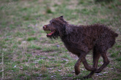 2023-03-19 A SHAGGY BROWN DOG RUNNING ACROSS A FIELD WITH A BLURRY BACKGROUND WITH A BALL IN ITS MOUTH