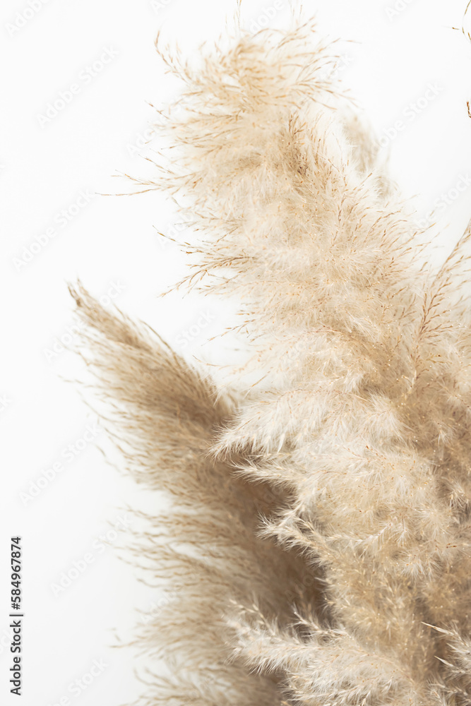 Pampas grass, close up. Scandinavian style poster. Abstract neutral background.