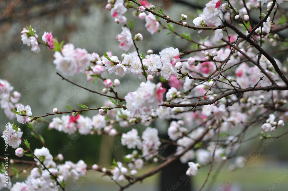 雨の中の桜 雨の中の桜