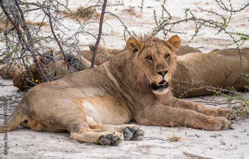 Lion resting in Etosha National Park, Namibia, Africa. Lion resting in Etosha National Park, Namibia, Africa.