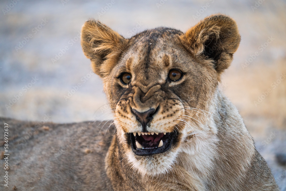 Lion resting in Etosha National Park, Namibia, Africa. Lion resting in Etosha National Park, Namibia, Africa.