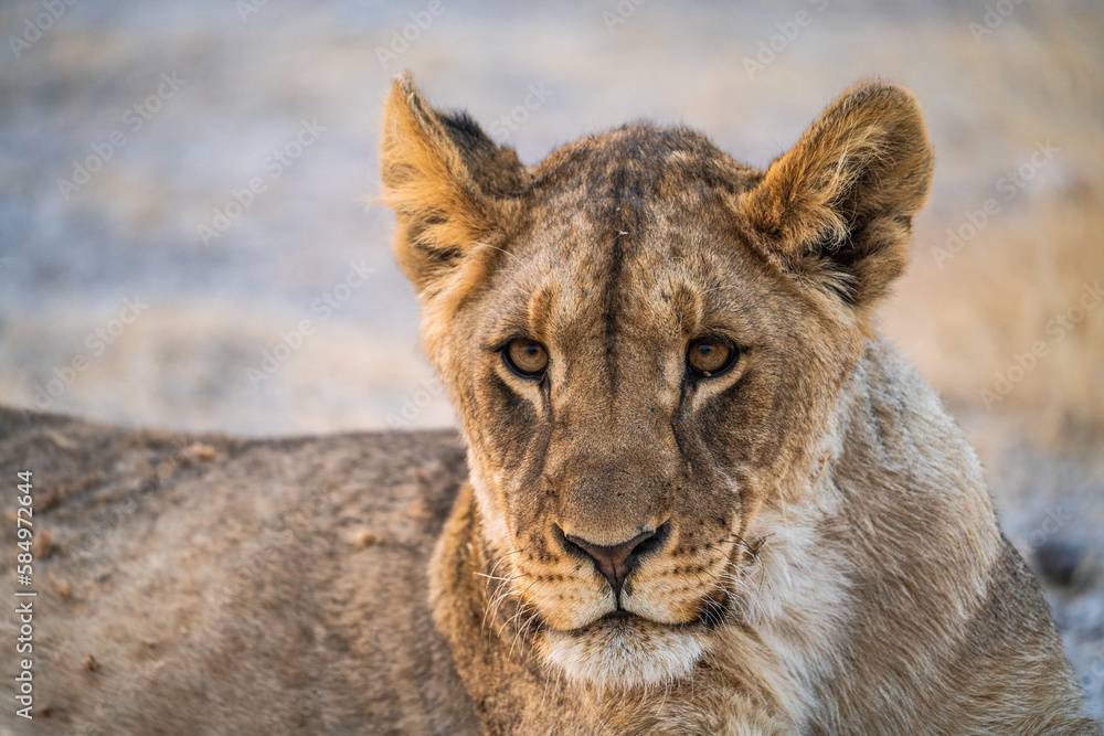 Lion resting in Etosha National Park, Namibia, Africa. Lion resting in Etosha National Park, Namibia, Africa.