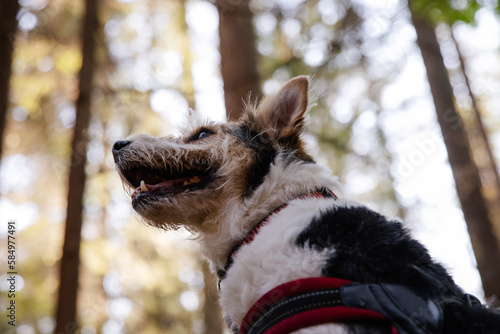 Dog portrait outsie in nature. photo