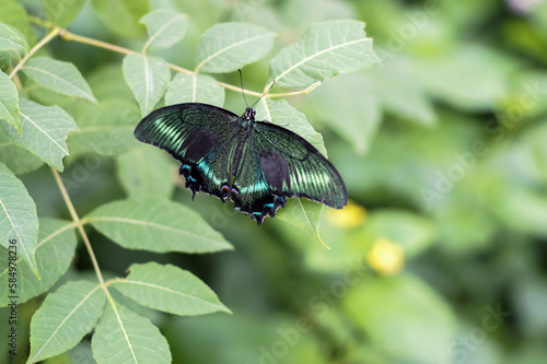 A butterfly perched on a green leaf, blurred background, selective focus