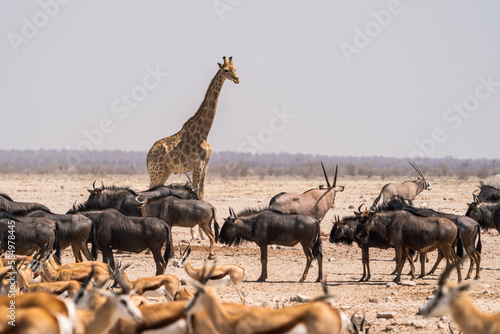 Animals in a waterhole in Etosha National Park, Namibia, Africa photo