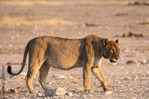 Lioness looking for prey in Etosha National Park, Namibia, Africa. photo