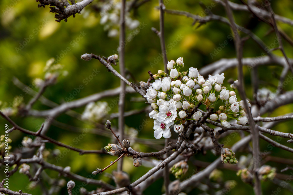 Delicate white flowers and buds of a flowering pear tree close-up. Delicate white flowers and buds of a flowering pear tree close-up.