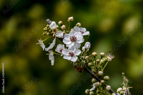 Delicate white flowers and buds of a flowering pear tree close-up. © Emma