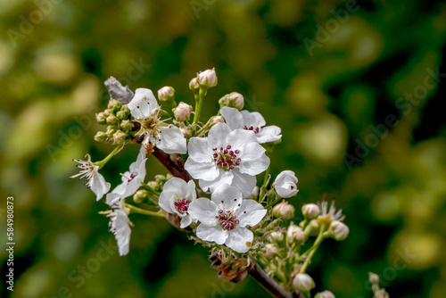 Delicate white flowers and buds of a flowering pear tree close-up.