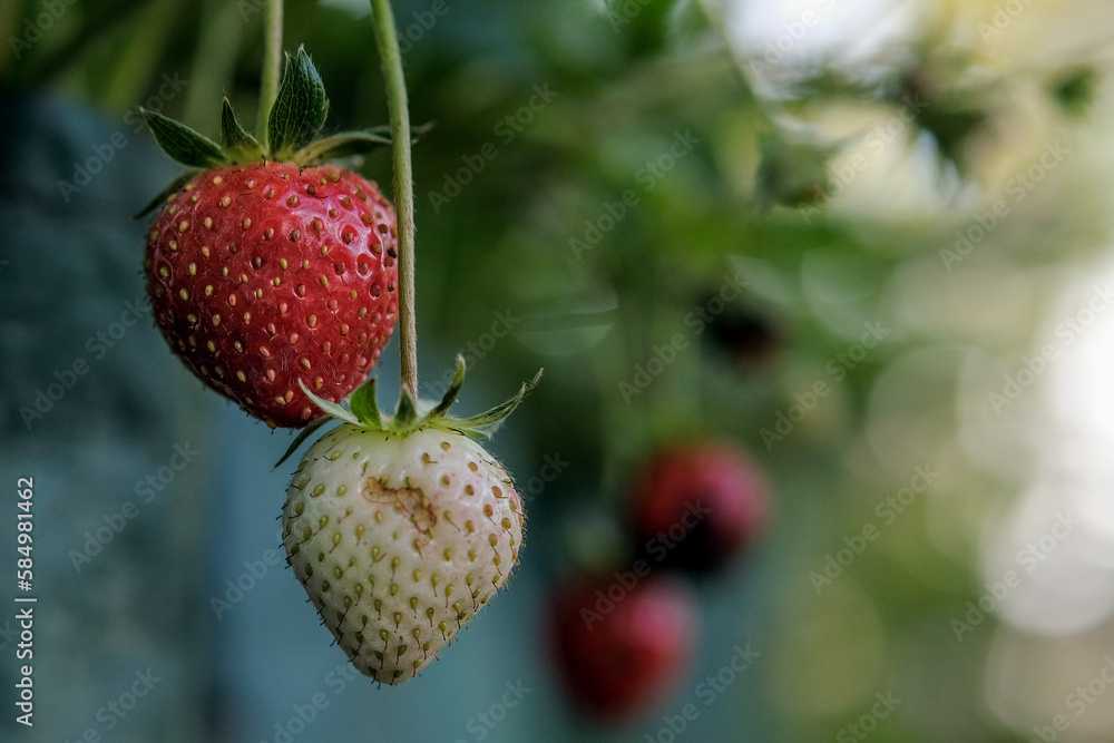 strawberry on a tree strawberry on a tree