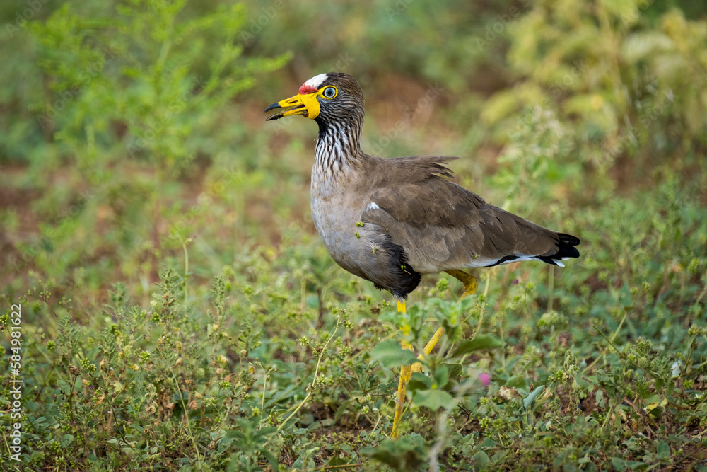 Obraz premium African Wattled Lapwing