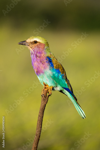 Lilac-breasted Roller on the branch in the wild © Africa Content