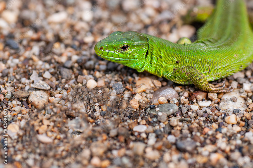 The green lizard The green lizard