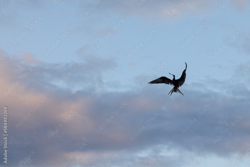 A magnificent Frigatebird in flight A magnificent Frigatebird in flight