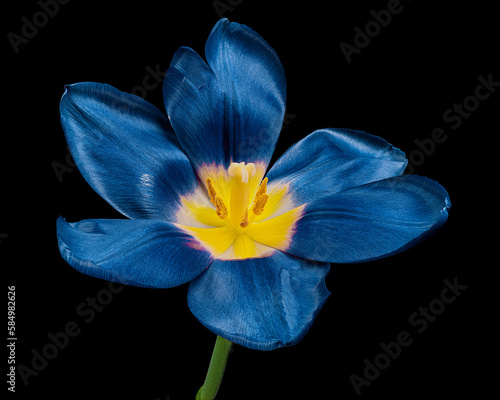 Blue blooming tulip with stem and yellow pollen isolated on black background, close-up studio shot.
