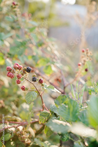 Unripe blackberries on a vine photo