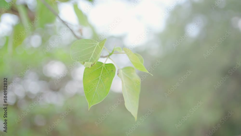 Bright leaves against sunrise and blue sky in the backgrounds. Bright leaves against sunrise and blue sky in the backgrounds.