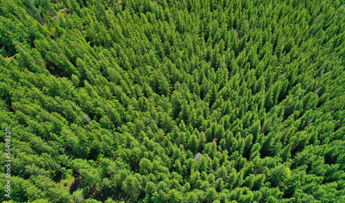 Top down aerial view of treetops in a lush evergreen coniferous forest in the middle of a sunny summer day.