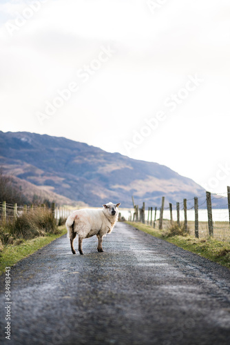 Sheep on the road in Scottish Highlands