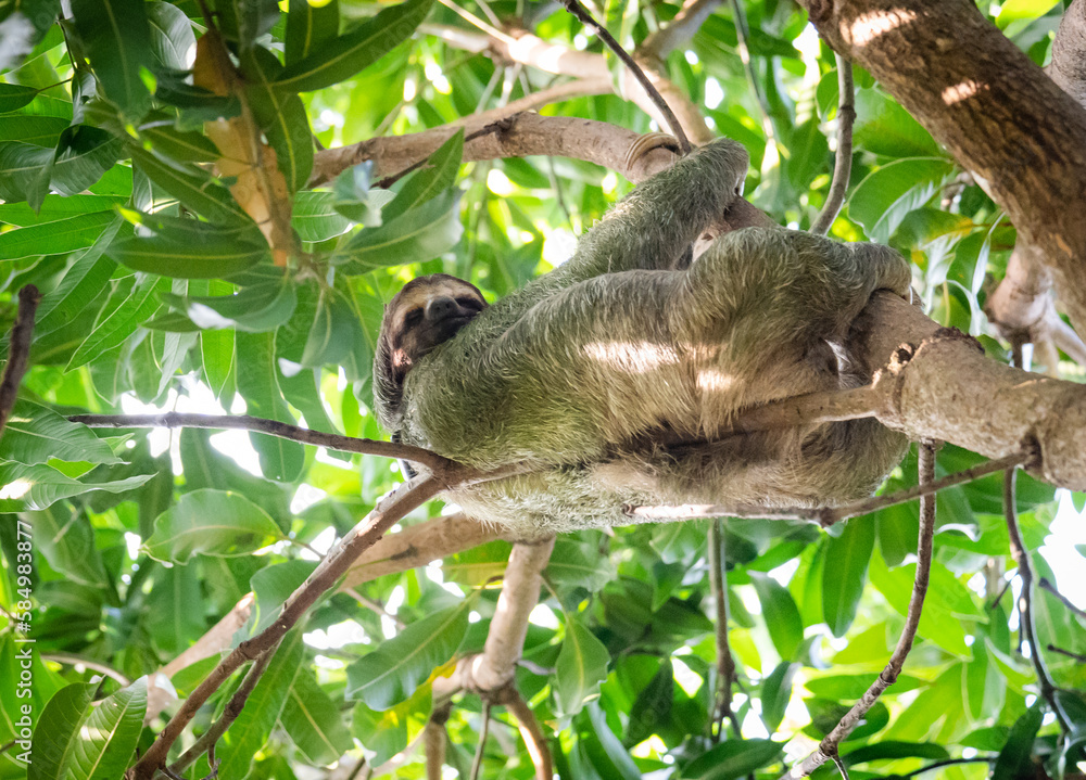 Sloth laying on a tree branch in the jungle of Costa Rica.