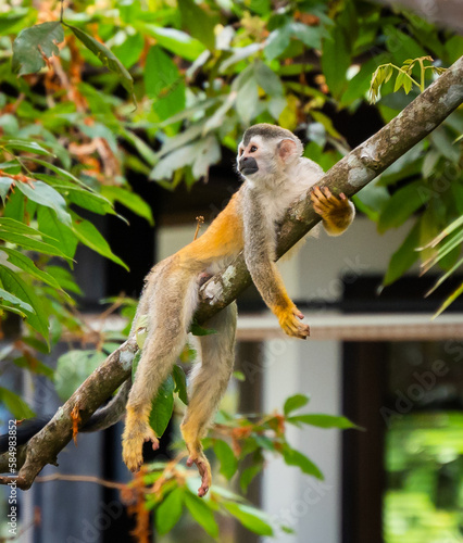 Canvas Print Close up of squirrel monkey laying on tree in jungle of Costa Rica