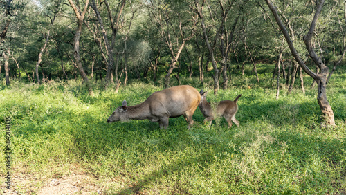 A female Indian deer sambar Rusa unicolor and a cub graze calmly on the juicy green grass. Thickets of jungle trees grow around. India. Sariska National Park
