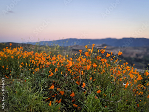 Dusk over poppies during the superbloom in California