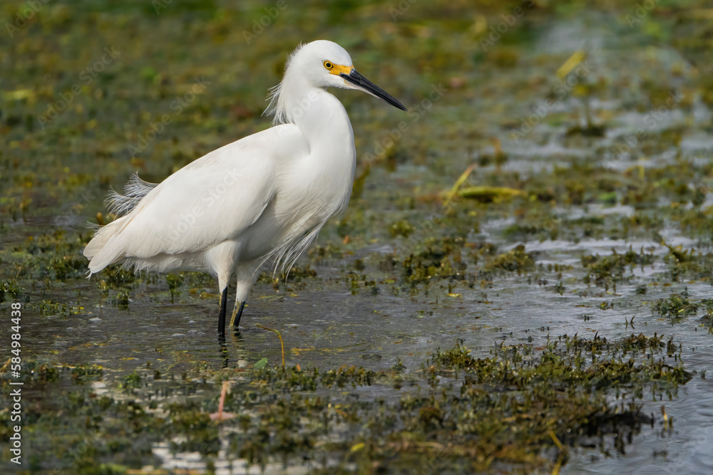A Snowy Egret Perched in a Florida Wetland A Snowy Egret Perched in a Florida Wetland