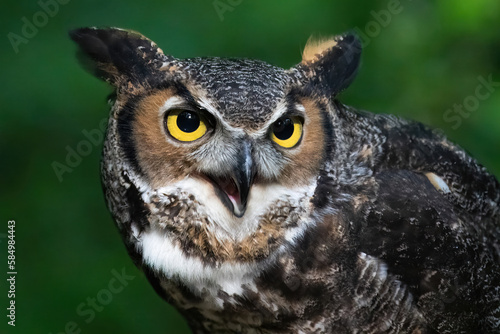 A Great Horned Owl Vocalizing