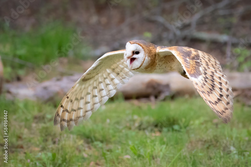 A British Barn Owl in Flight and Calling