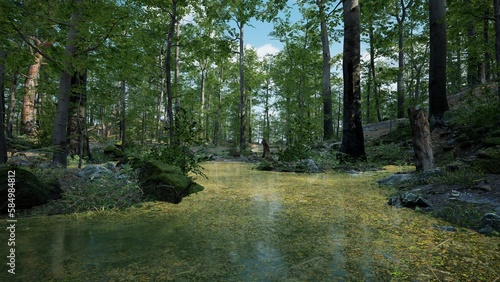 Forest