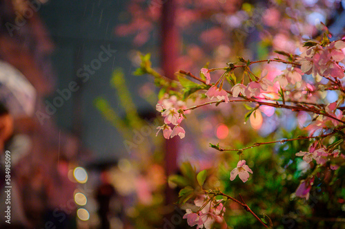 雨に濡れる桜