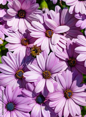 daisy flower background bright color. photo of daisy flower background. daisy flower